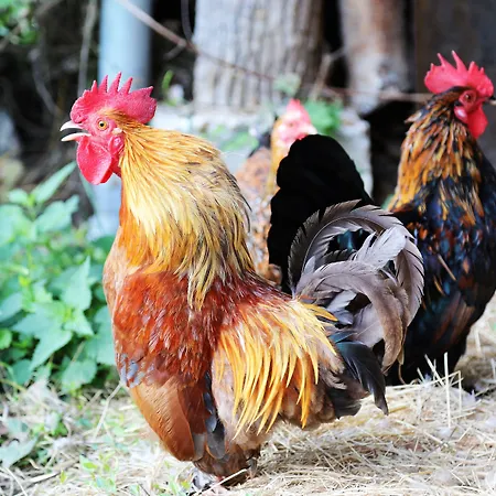 La Ferme Des Isles فندق مبيت وإفطار