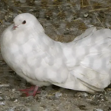 La Ferme Des Isles Panzió Autheuil-Authouillet